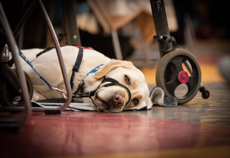 Service Animals in Restaurants:  A Gap Between Perception and Experience
